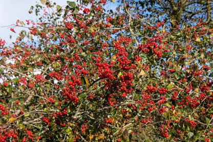 Washington Hawthorn Tree Seeds for Planting – Heirloom Non-GMO Garden Seeds