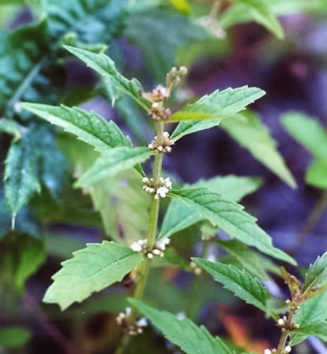 Water Horehound Herb Seeds for Planting – Heirloom Non-GMO Garden Seeds