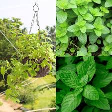 Water Mint Growing in Moist Garden Border