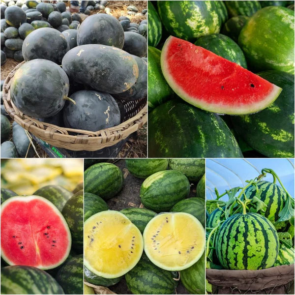 mixed watermelon seeds
