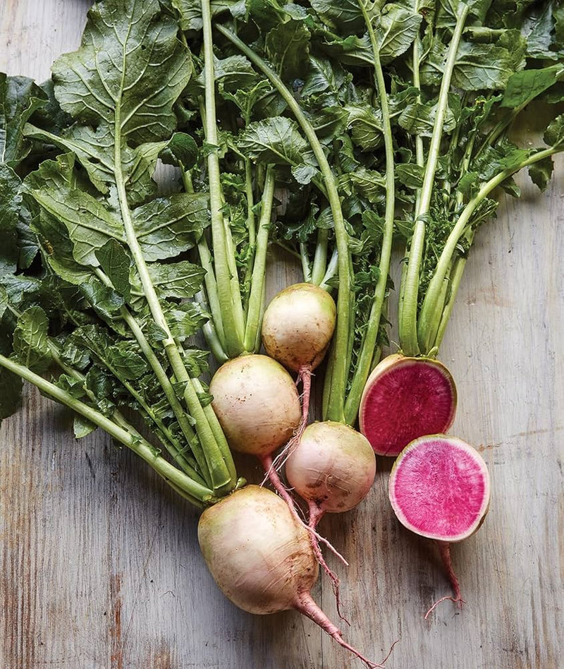 Watermelon Radish Seeds for Planting – Heirloom Non-GMO Garden Seeds
