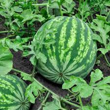 Green Watermelon Fruit Seeds for Planting – Heirloom Non-GMO Garden Seeds