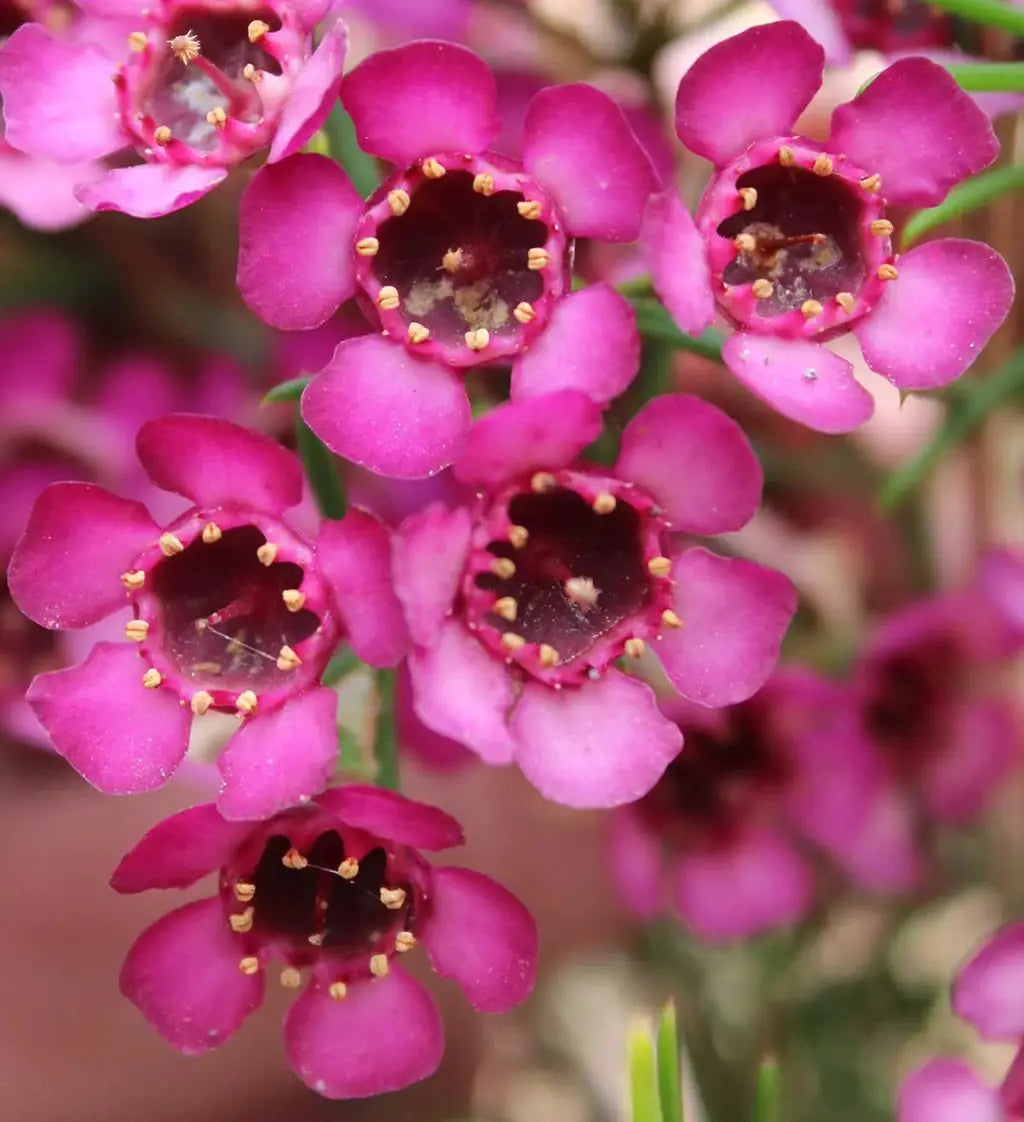 Wax flower seeds