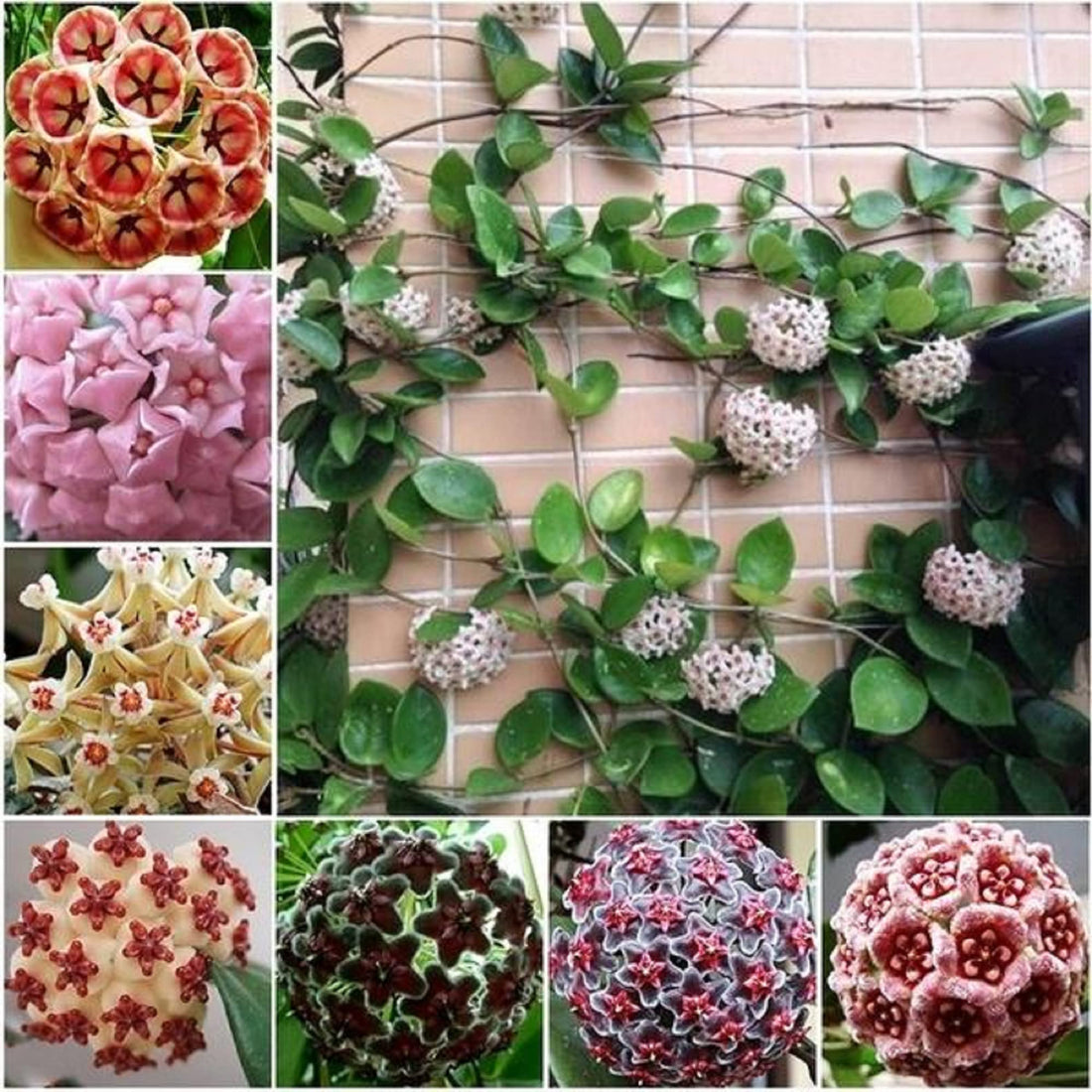 Hardy Wax flower seeds