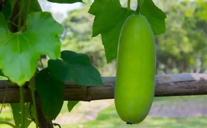 Wax Gourd Seeds for Planting – Heirloom Non-GMO Garden Seeds