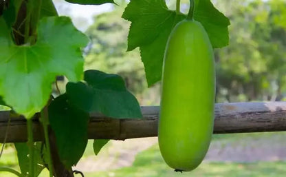 Wax Gourd Seeds for Planting – Heirloom Non-GMO Garden Seeds
