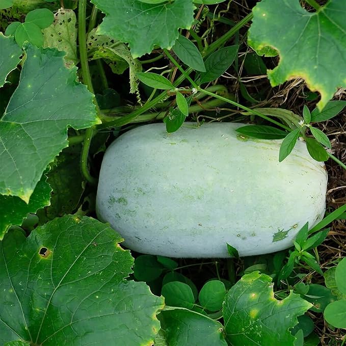Winter Melon Seeds for Planting – Heirloom Non-GMO Garden Seeds