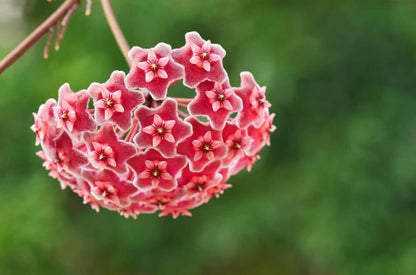 Hoya Carnosa flower seeds