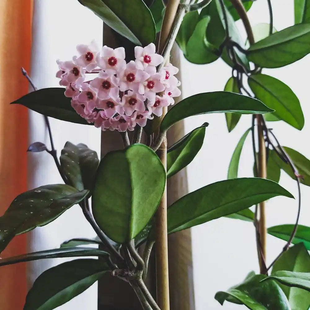 Wax Plant flower seeds
