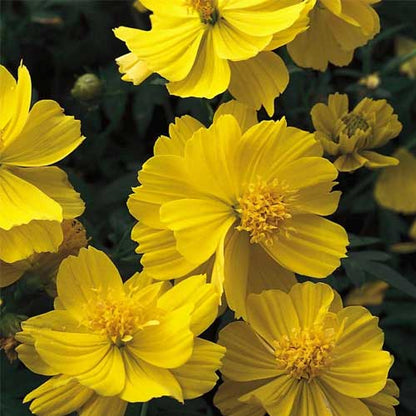 Yellow Carnosa flower seeds
