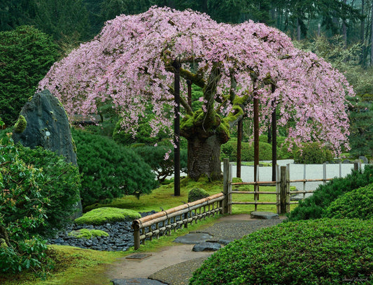 Weeping Cherry flower seeds