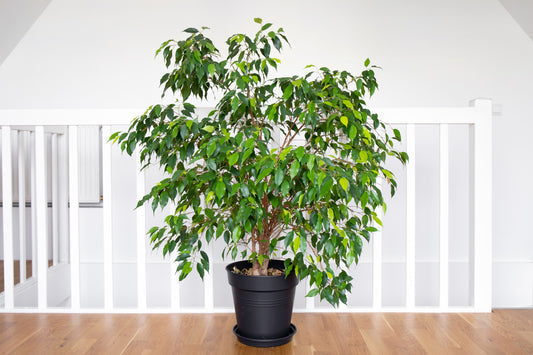 Weeping Fig Tree Seeds for Planting – Heirloom Non-GMO Garden Seeds