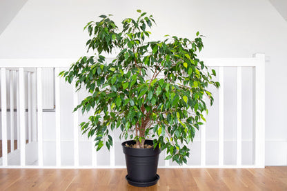 Weeping Fig Tree Seeds for Planting – Heirloom Non-GMO Garden Seeds