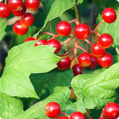 high bush cranberry seeds