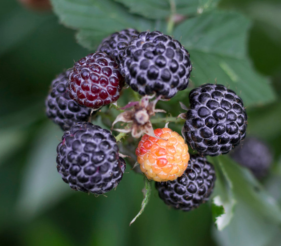 whitebark raspberry seeds
