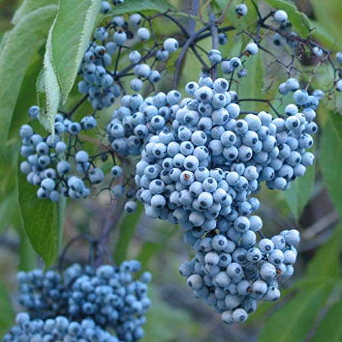 blue elderberry seeds