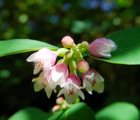 White Pink flower seeds