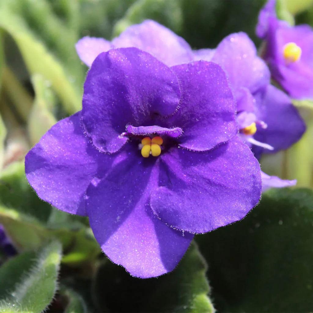African Violet flower seeds