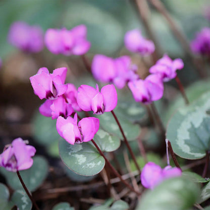 Violet Cyclamen flower seeds
