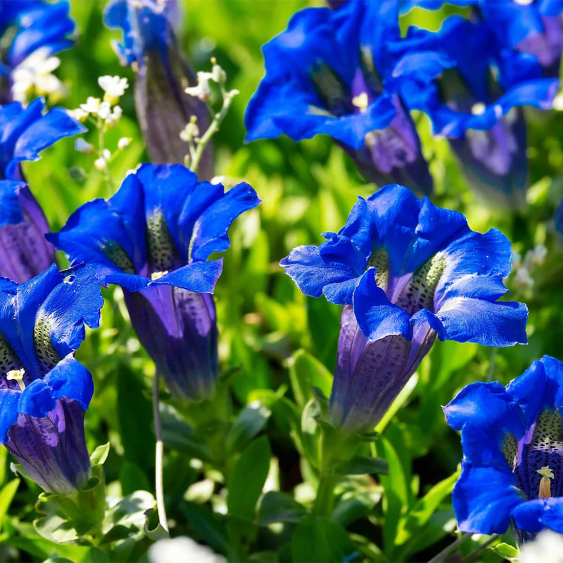 Blue Gentian flower seeds