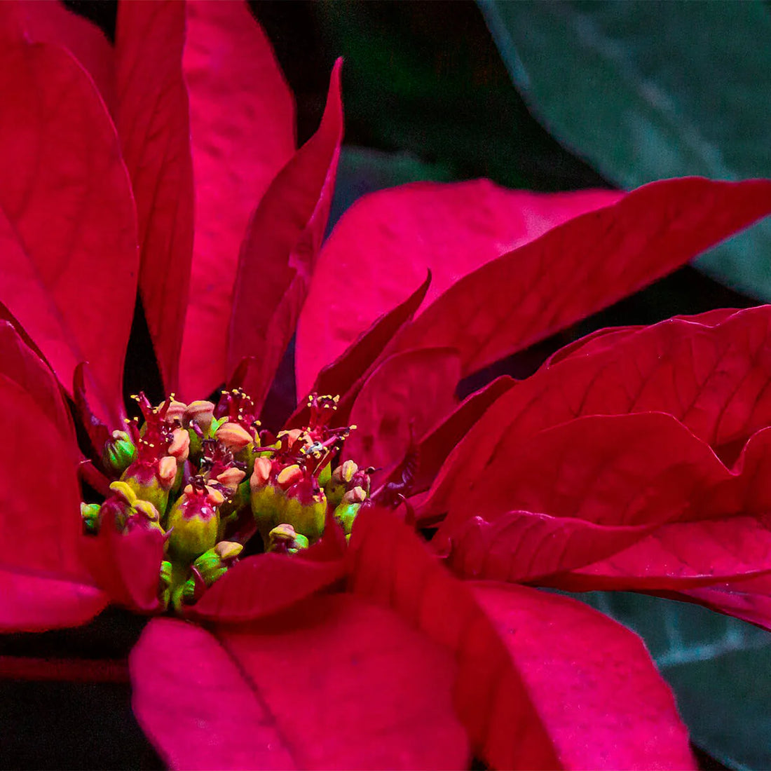 Poinsettia Euphorbia flower seeds