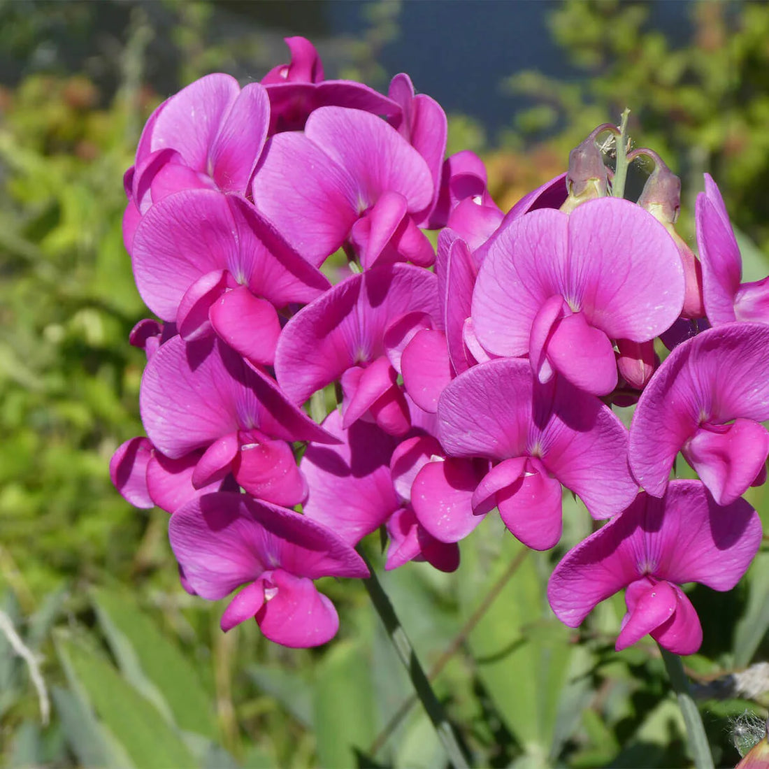 Sweet Pea flower seeds