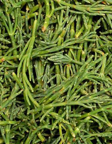 Sea Bean Seeds