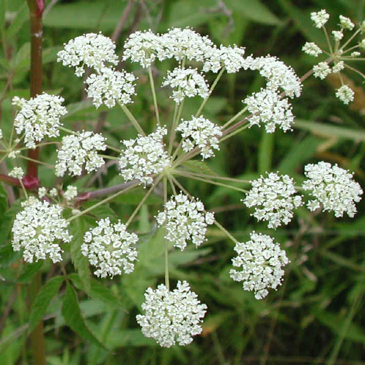 Cicuta Maculata plant