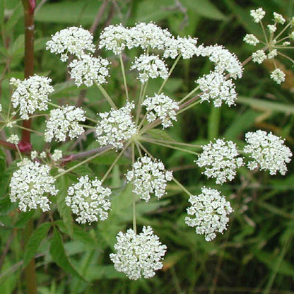Cicuta Maculata plant