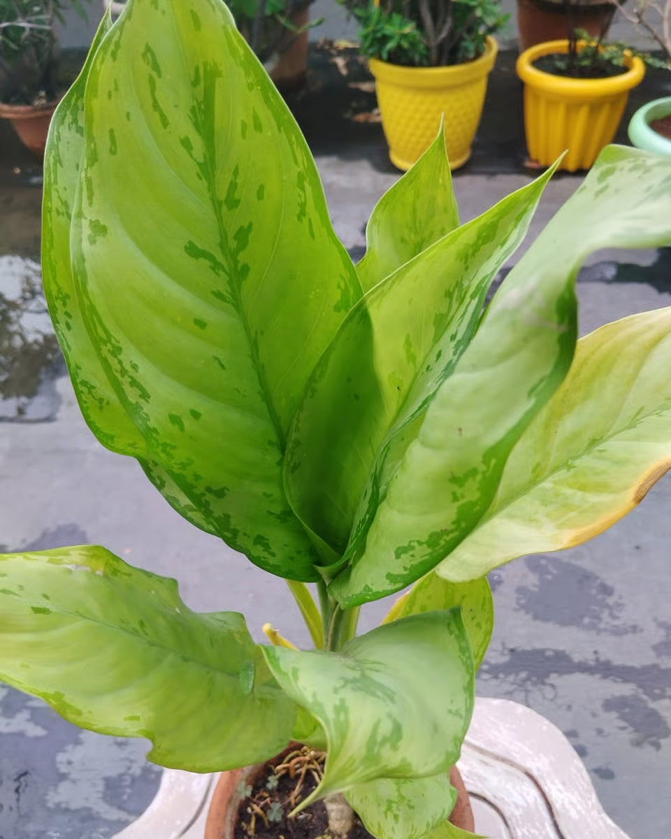 Yellow Aglaonema flower seeds
