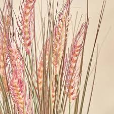 Mature Wheat Plants with Golden Seed Heads