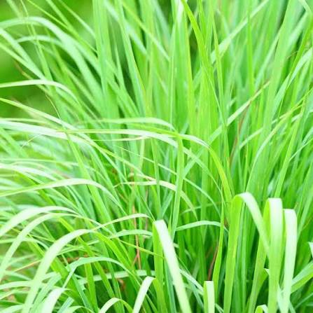 Wheatgrass seeds for planting fresh green sprouting grass in indoor growing trays