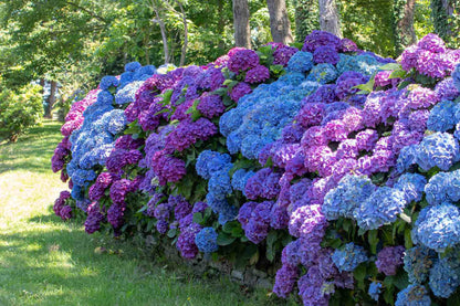 Ornamental Shrubs plant
