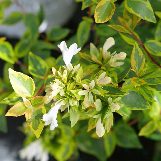 White Abelia flower seeds