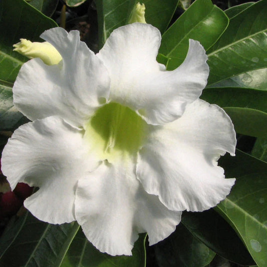White Adenium flower seeds