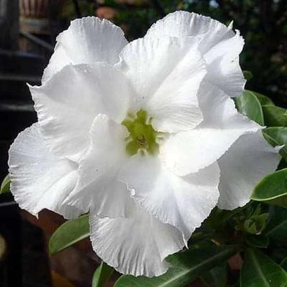 White Adenium flower seeds