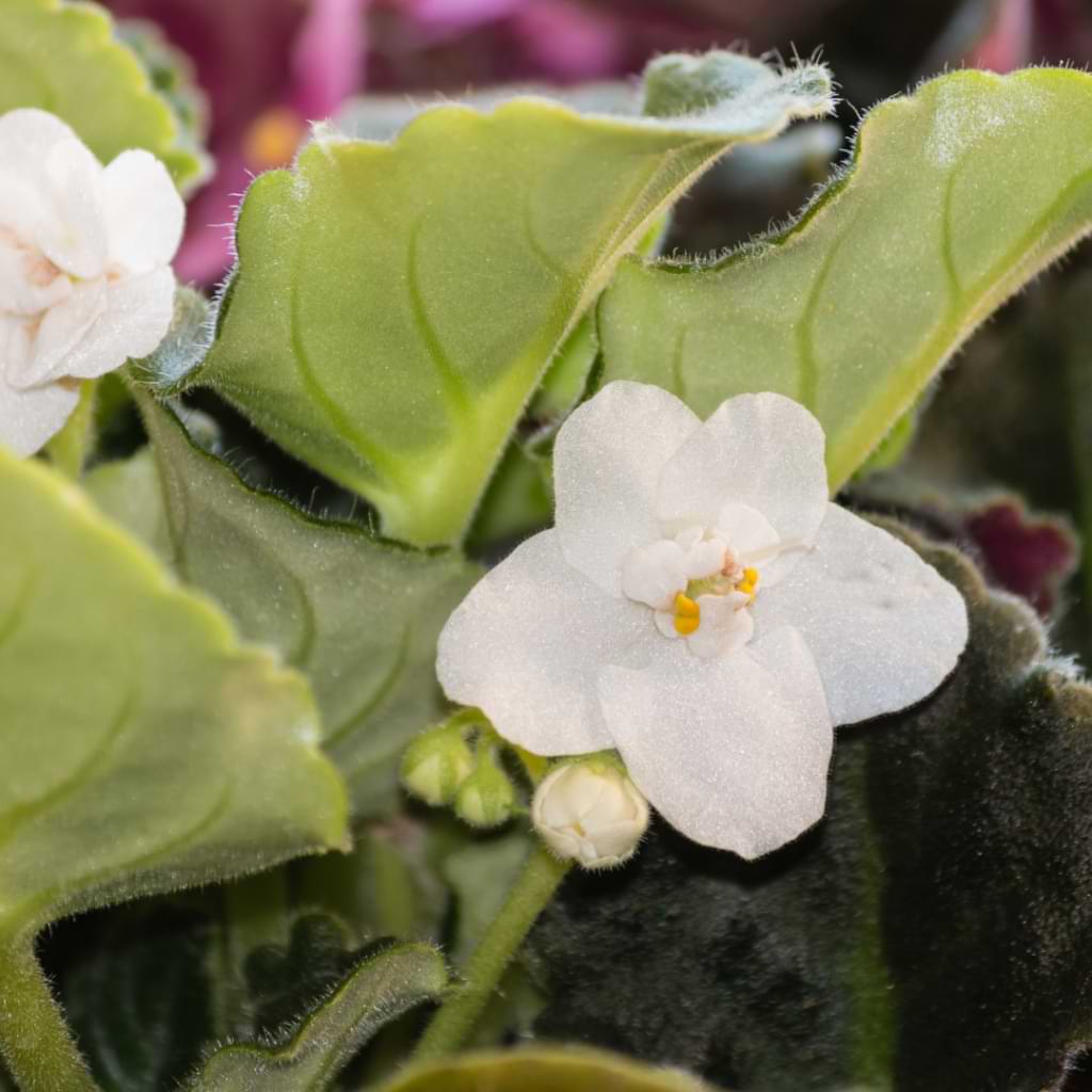 White African flower seeds