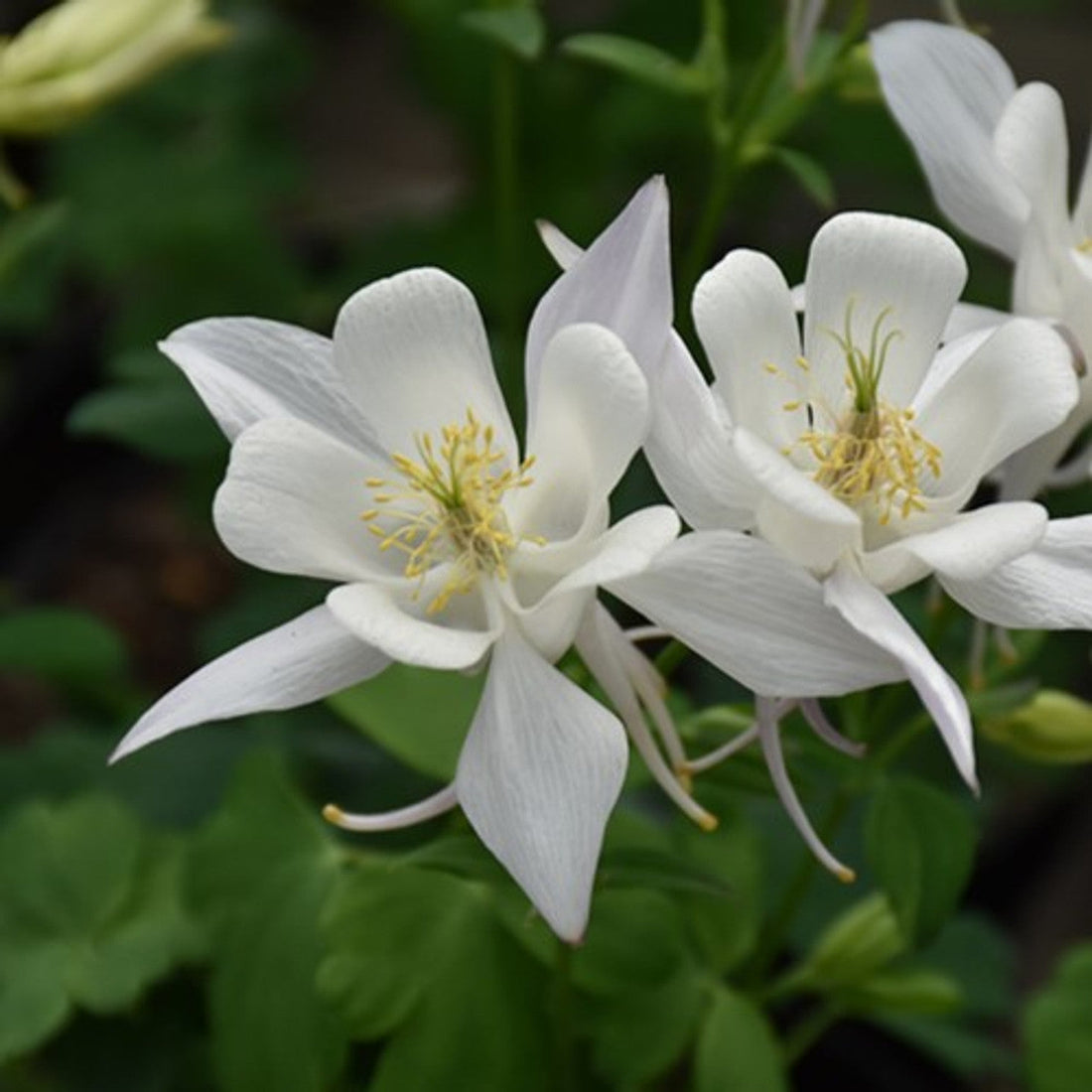 White Aquilegia flower seeds