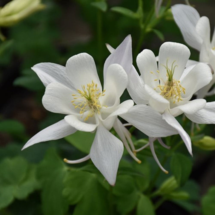 White Aquilegia flower seeds