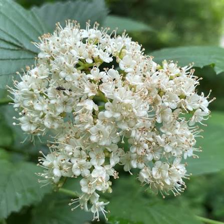 White Arrowwood Growing in Cottage Garden Border