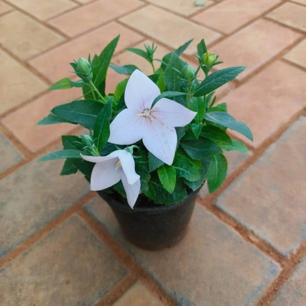 White Balloon Flower Growing in Cottage Garden