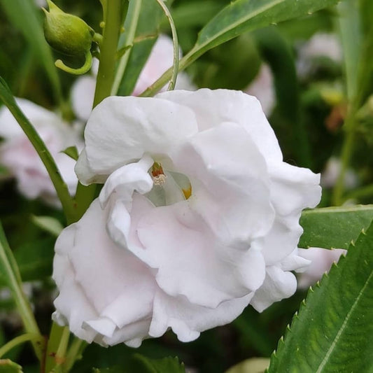 White Balsam flower seeds