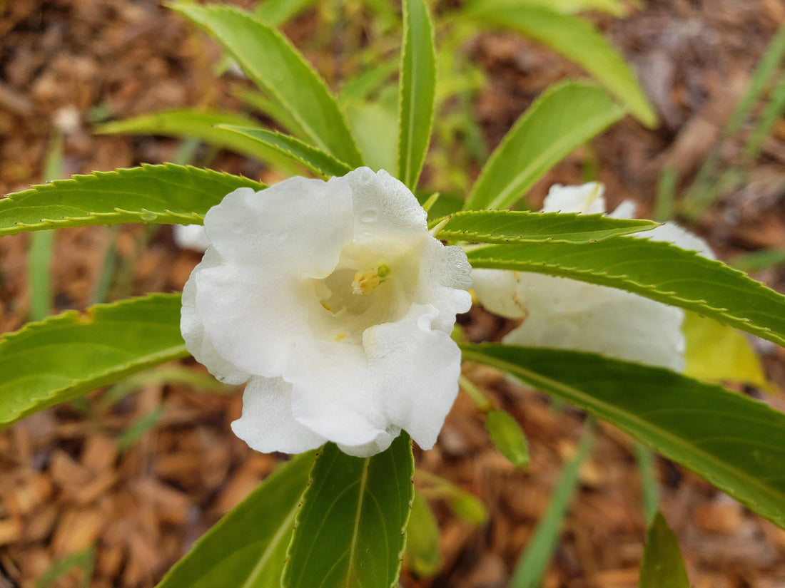 White Balsam flower seeds