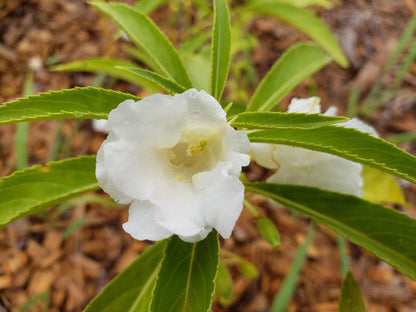White Balsam flower seeds