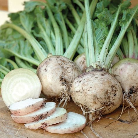 White Beet Seeds