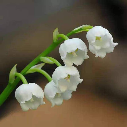 White Bell flower seeds