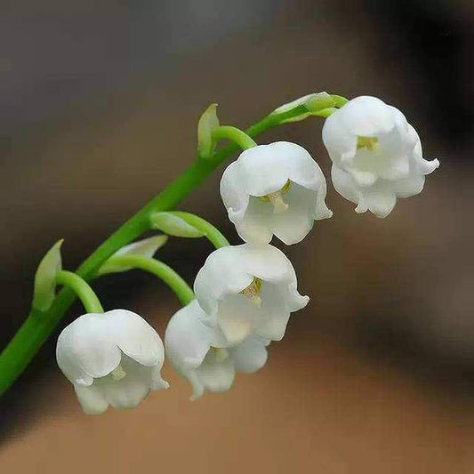 White Bell flower seeds