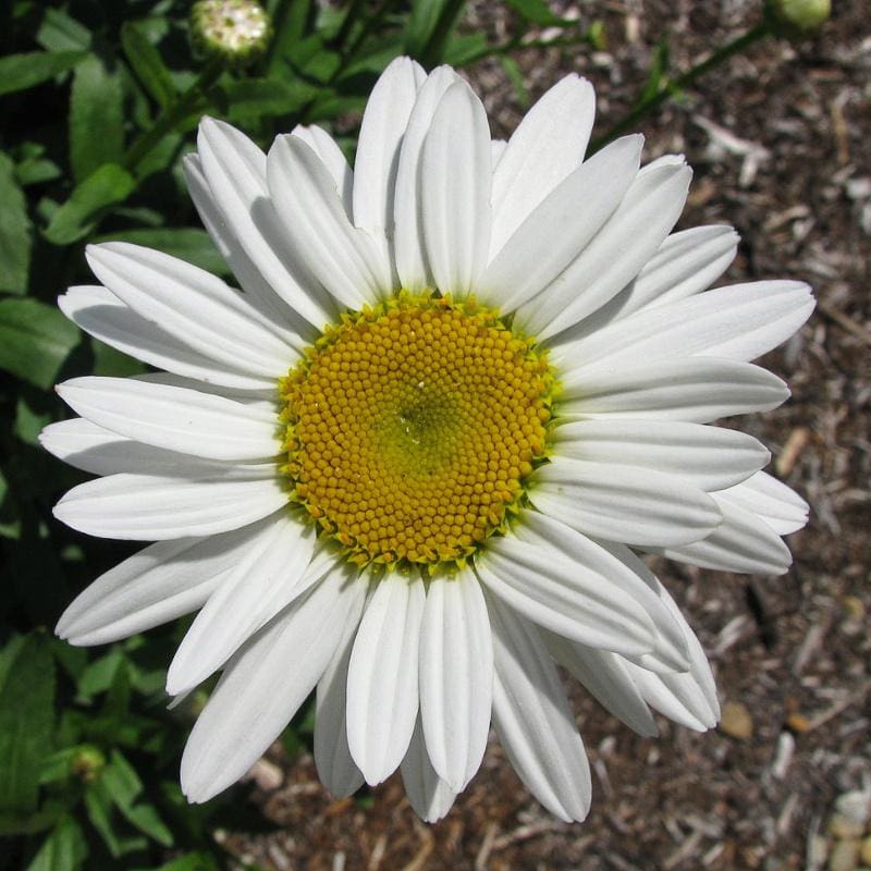 White Bellis flower seeds