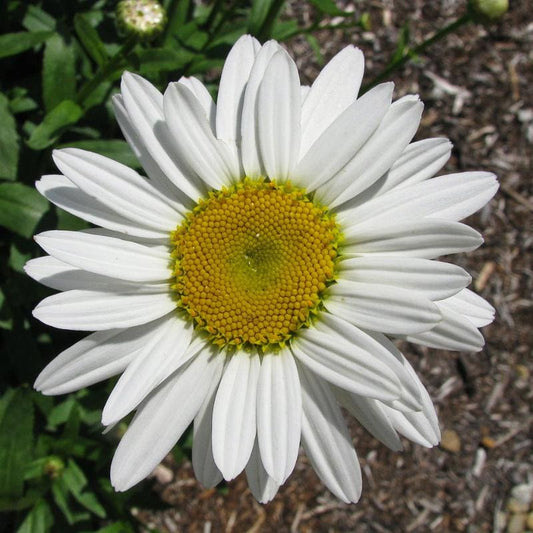 White Bellis flower seeds