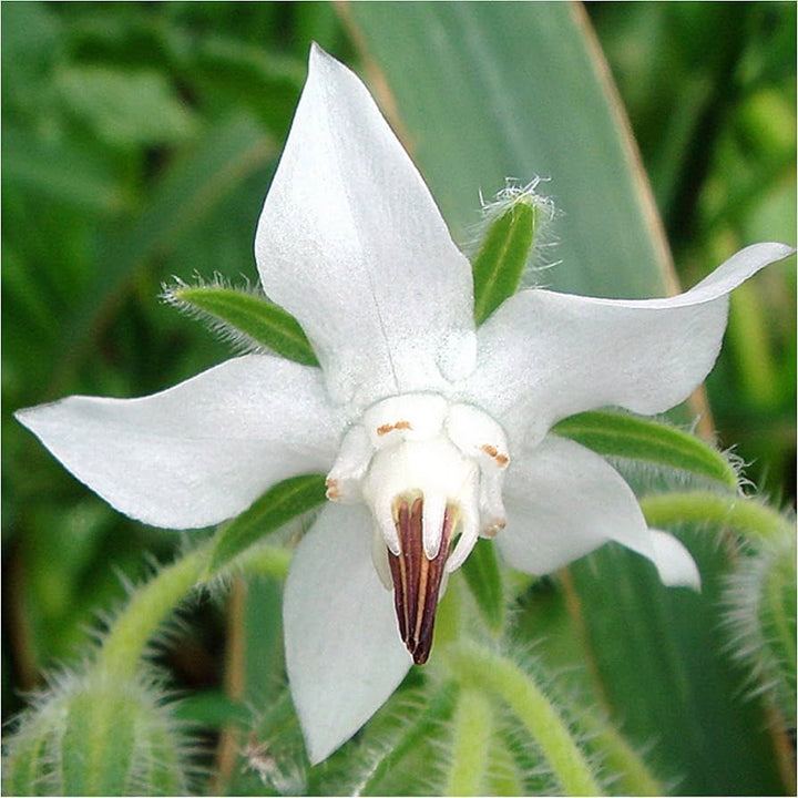 White Borage Flower Seeds for Planting